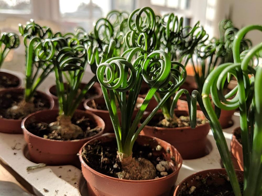 Curly Twisted Flower seeds for Planting - Perfect for Borders, Heirloom & GMO Free Seeds for Home Garden