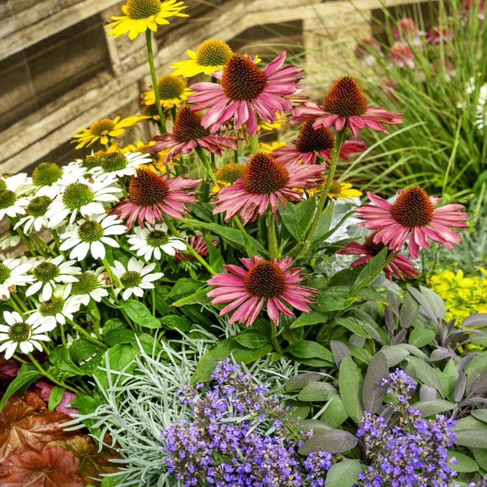 Green ConeFlower seeds for Planting - Perfect for Borders, Heirloom & GMO Free Seeds for Home Garden Sale