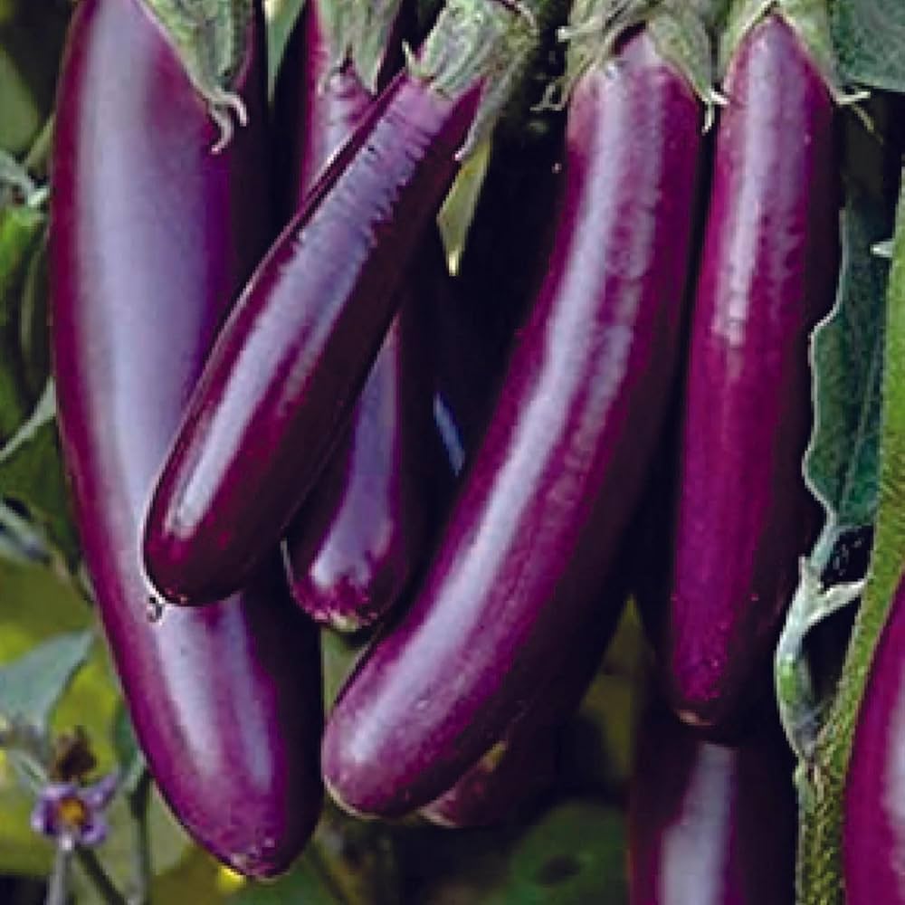 Amethyst Eggplant Seeds for Planting Solanum melongena for vegetable beds and balcony gardens
