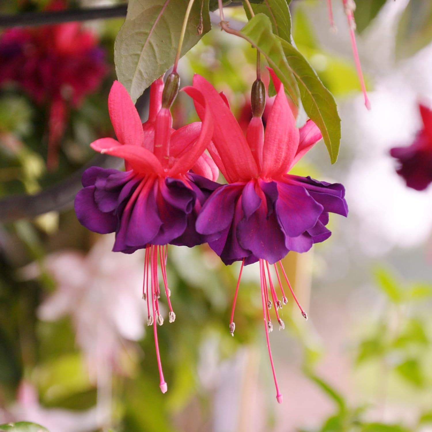 Fuchsia ’Dark Eyes’ Seeds Stunning And Vibrant Flowers Ornamental Plants Unique Flower