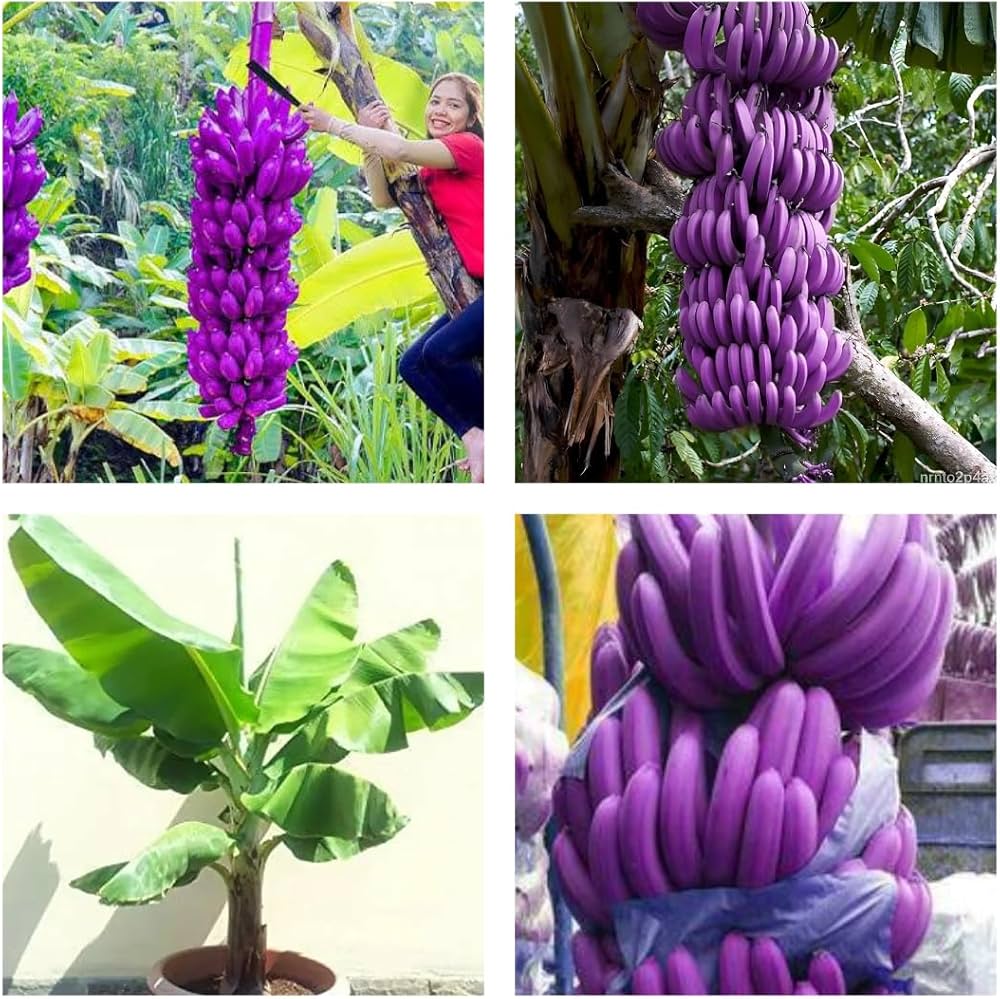 Purple Banana Fruit Seeds for Planting