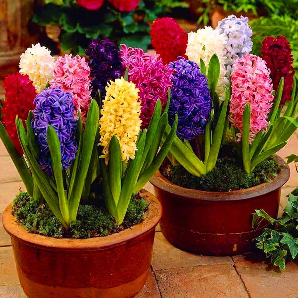 Hyacinth Flower seeds for Planting - Hardy Variety, Heirloom & GMO Free Seeds for Home Garden
Sale seeds for home garden