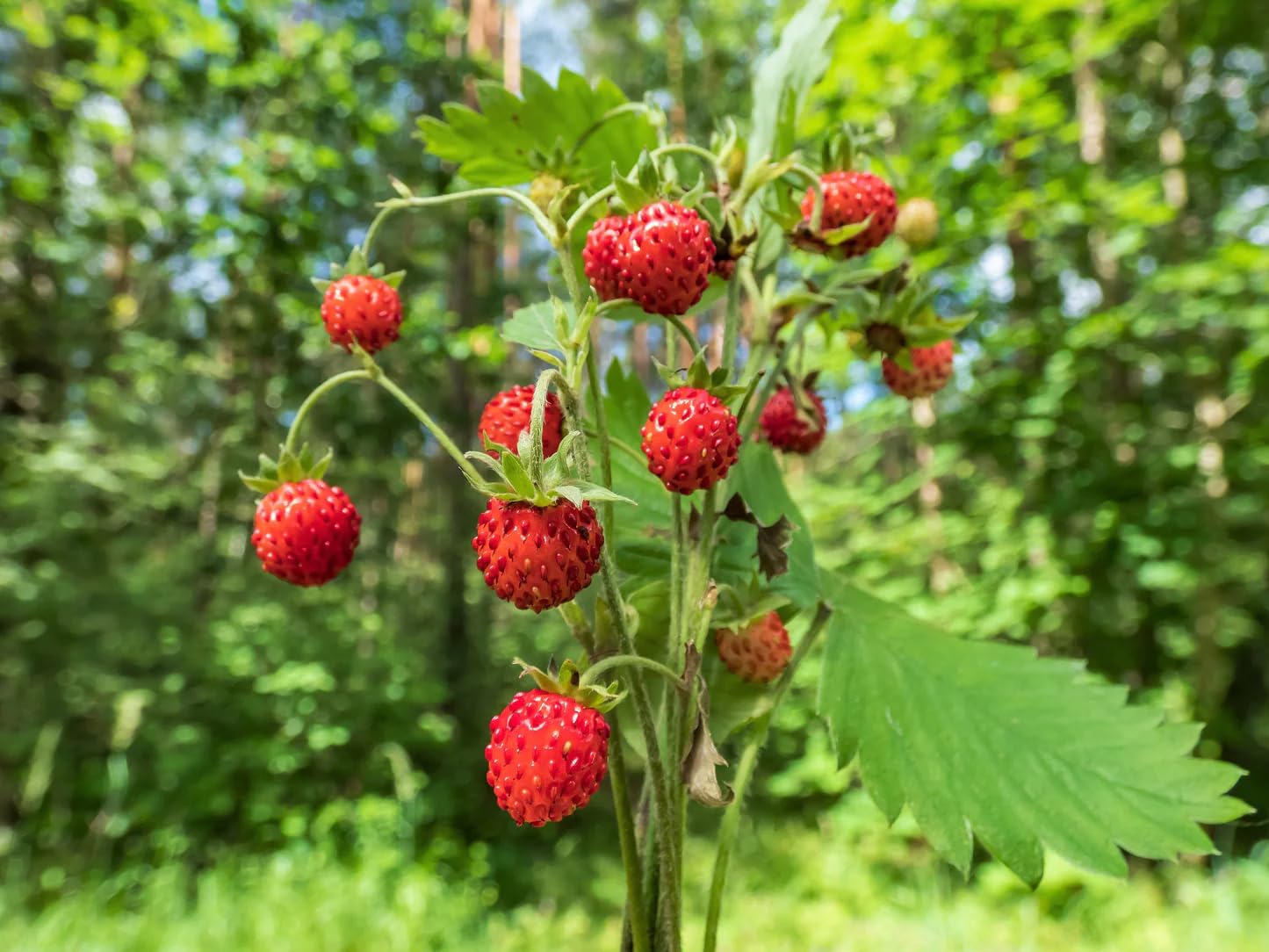 California Woodland Strawberry (Fragaria Vesca Bracteata) Native Strawberry Seeds Perennial Fruit Seeds for Home Gardens, Raised Beds & Containers