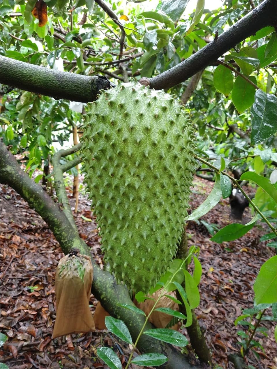 Graviola Fruit Seeds - Grow Delicious Soursop Fruit at Home