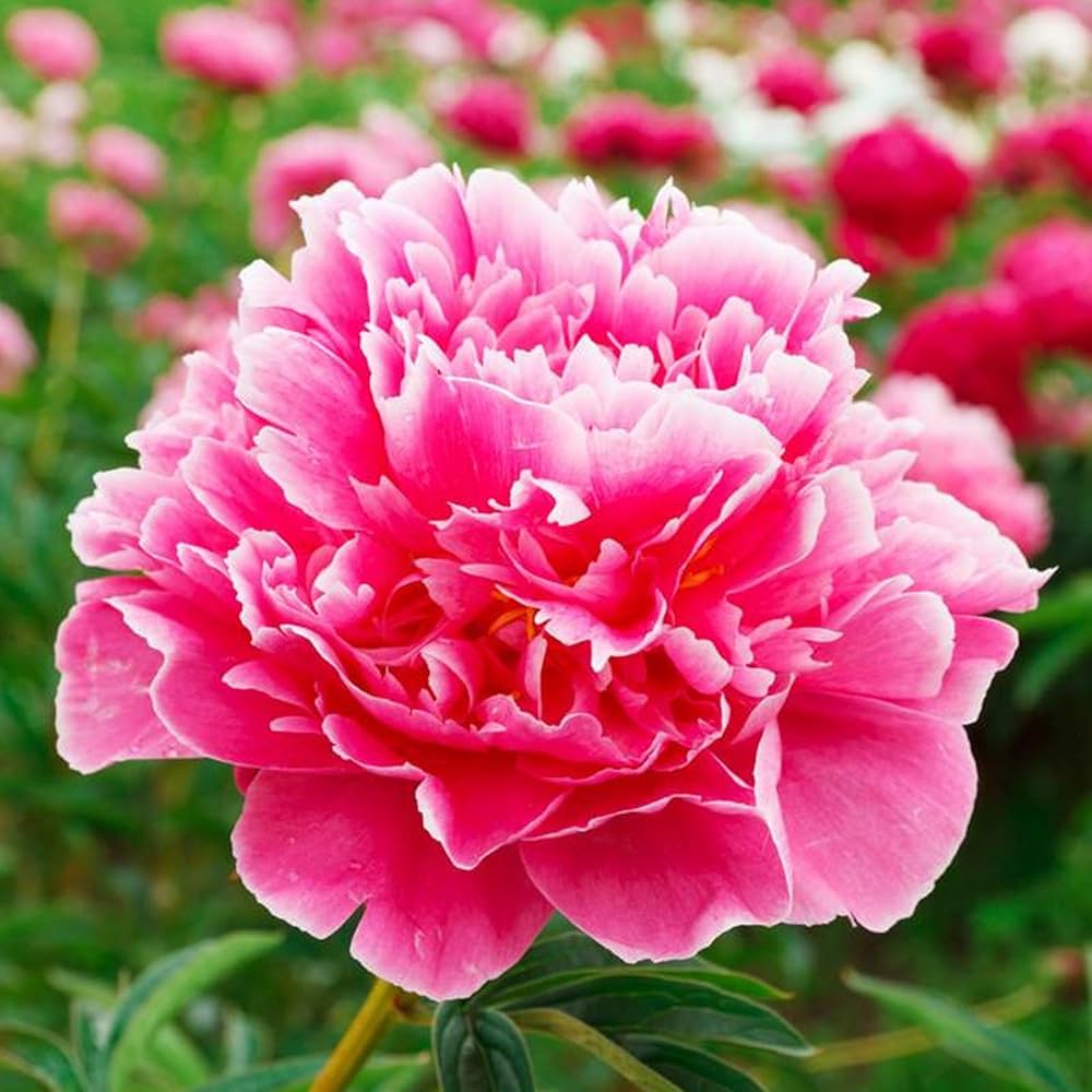 Chinese Peony Paeonia lactiflora Seeds for Planting - Perfect for Flower Bed & Garden