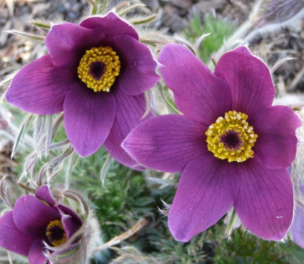 Pasque Semi Violet Flower for garden