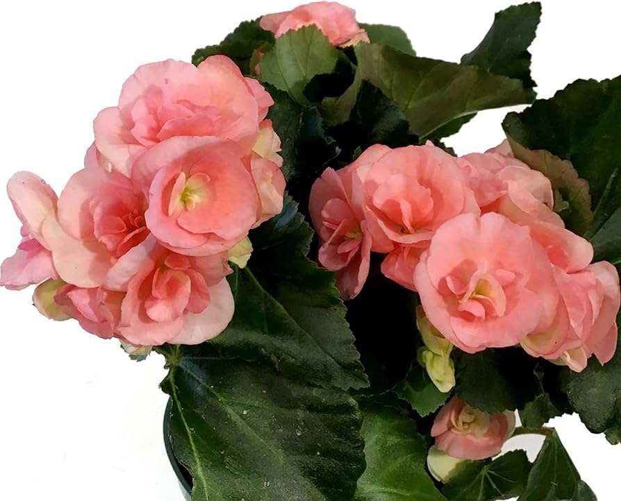 Pelleted Seeds Begonia Pralinen Rosen Garden