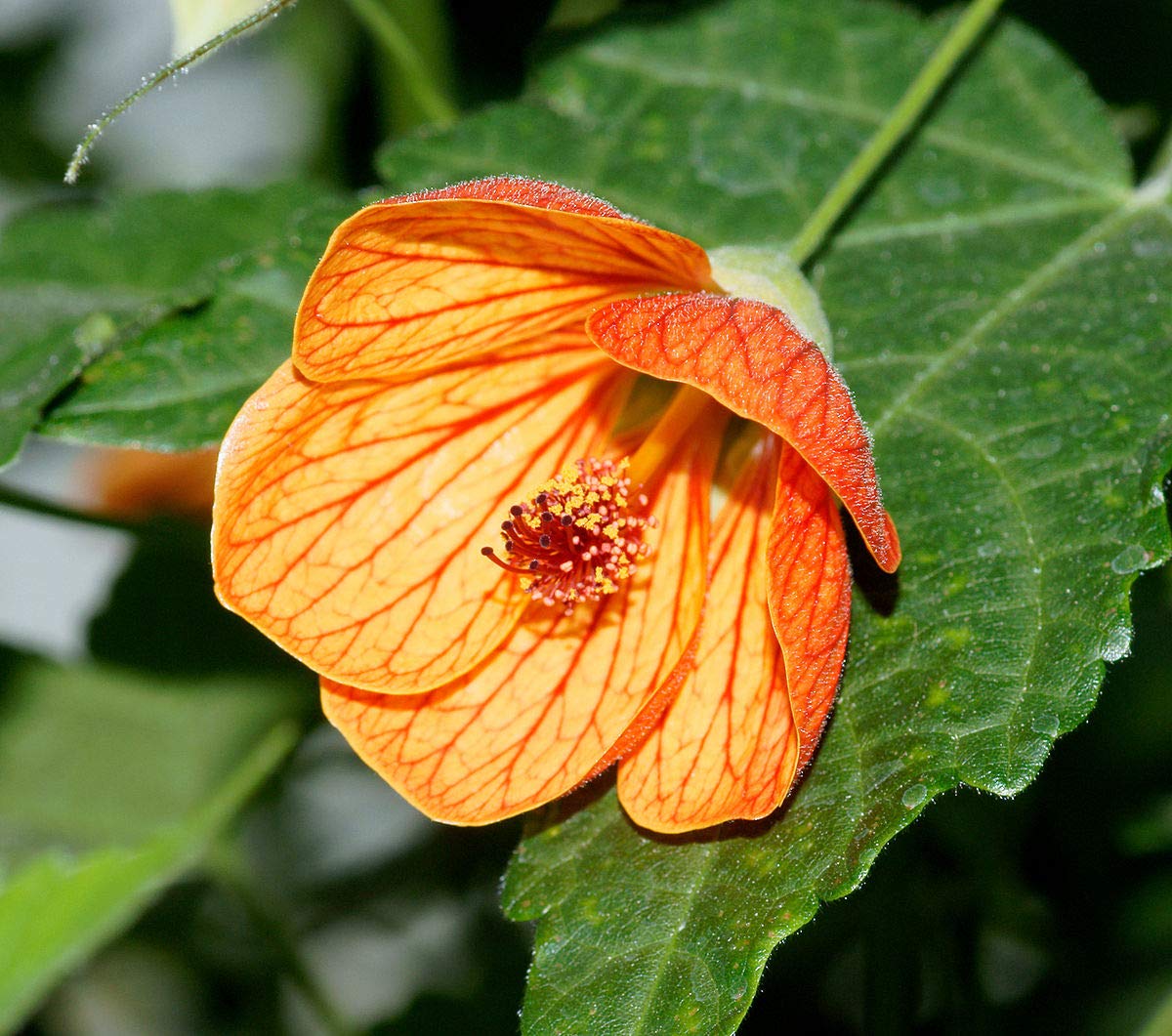 Yellow Red Abutilon Flower seeds for Planting - Low Maintenance, Heirloom & GMO Free Seeds for Home Garden
Sale seeds for planting in home garden