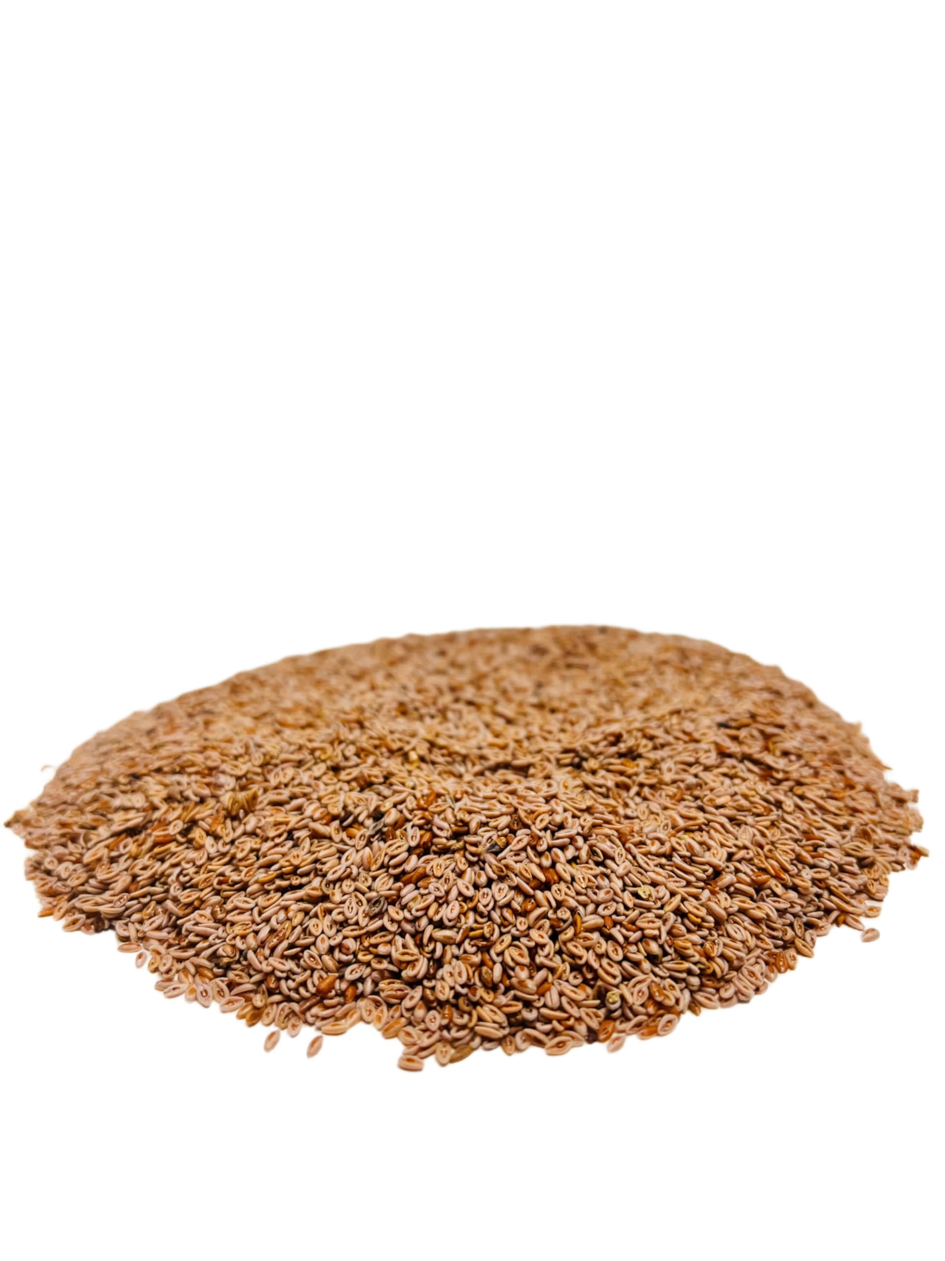 Indian Psyllium Seeds Plantago ovata for Planting in Herb Garden and Wellness Bed - Evergrowseeds