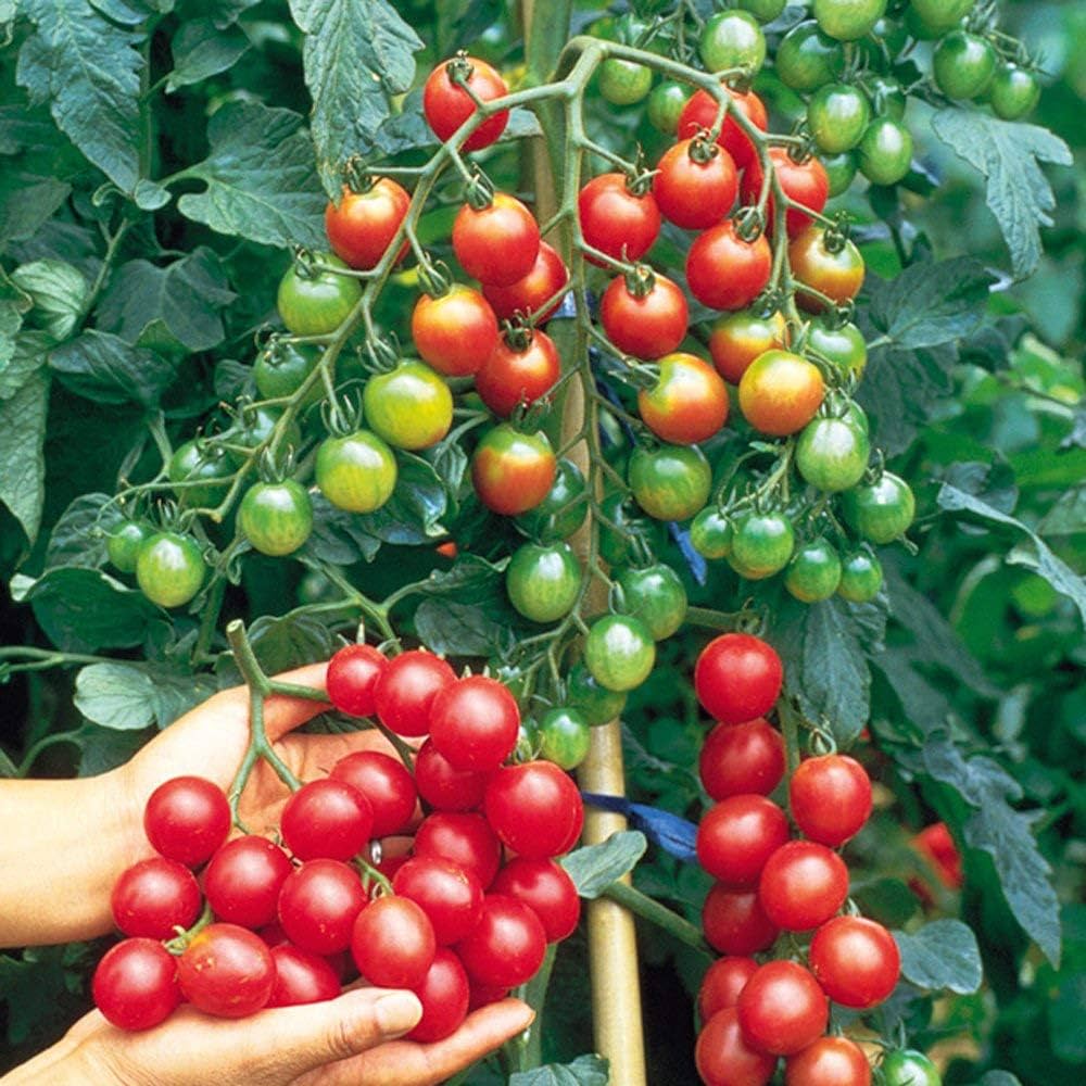 Giant Italian Seeds for Planting: Grow Your Own Stunning Plants