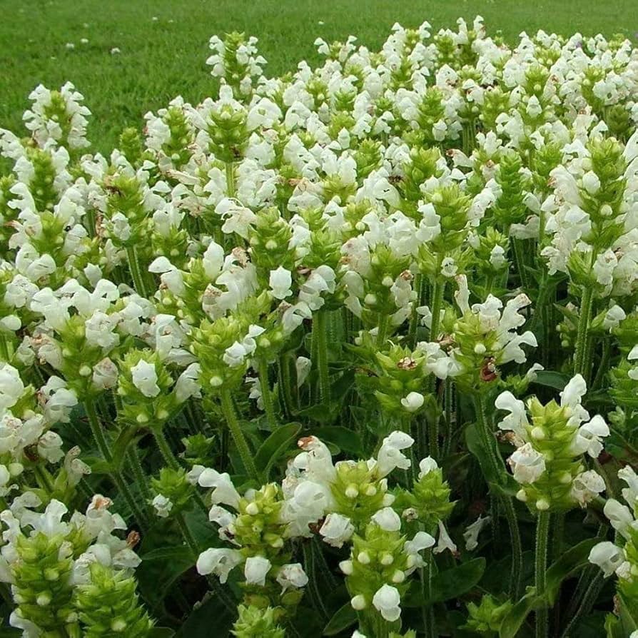 Prunella vulgaris Mixed Flower Seeds for Planting