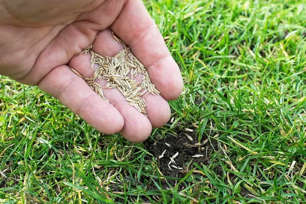 Bermuda Grass Cynodon dactylon Seeds for Planting in Lawn and Garden