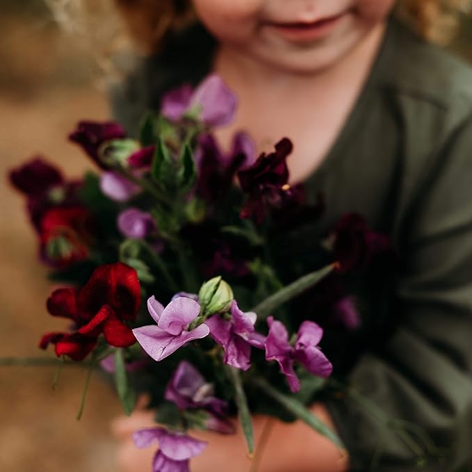 Lathyrus Sweet Pea Fragrant Mix Seed for Plantings for Planting for Aromatic, Colorful Flowers Heirloom Non-GMO Seeds