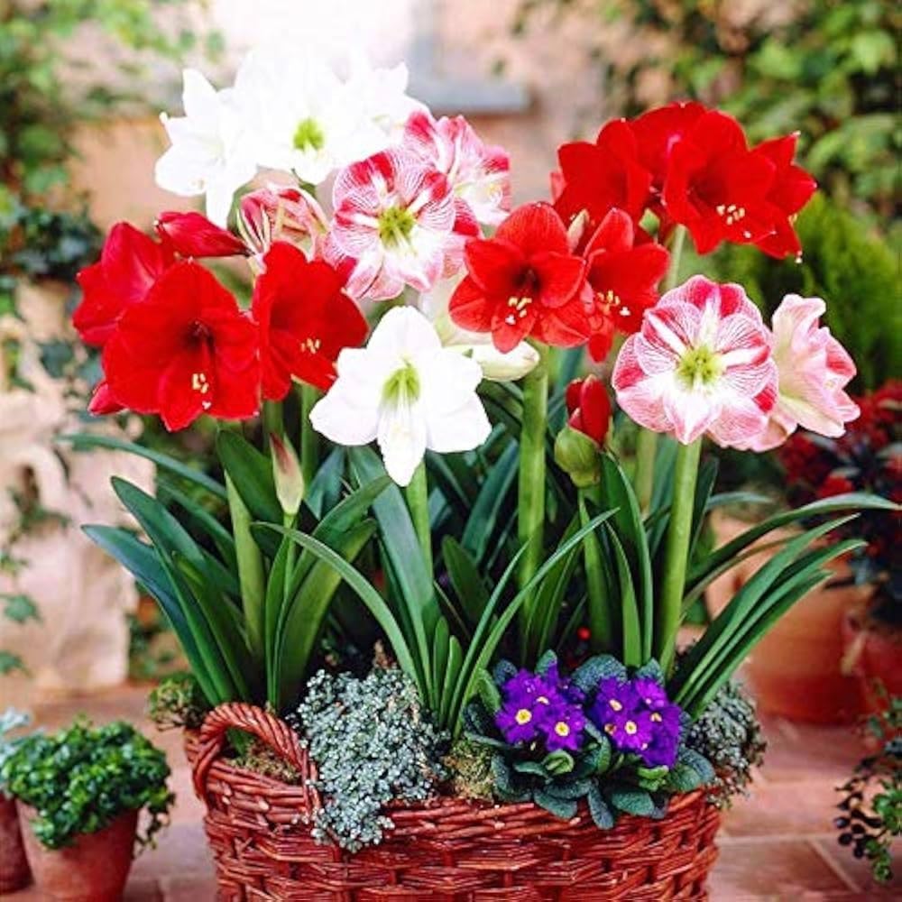 Hippeastrum Flower seeds for Planting - Wildflower Mix, Heirloom & GMO Free Seeds for Home Garden