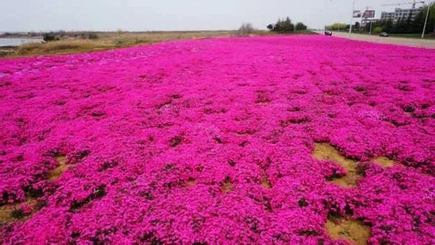 Red Creeping Flower seeds for Planting - Pollinator Friendly, Heirloom & GMO Free Seeds for Home Garden