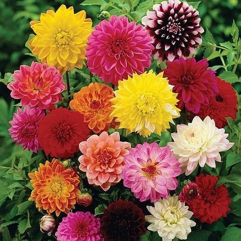 Dahlia Seeds for Planting - Gorgeous Blooms for Home Garden & Flower Bed