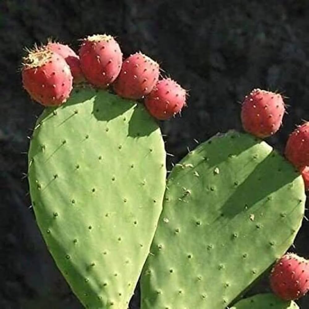 Opuntia Plant Seeds Essential Guide for Planting