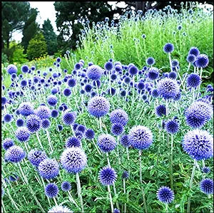 Blue Globe Thistle (Echinops Ritro) Flower Seeds, Allium Seeds for Home Garden
