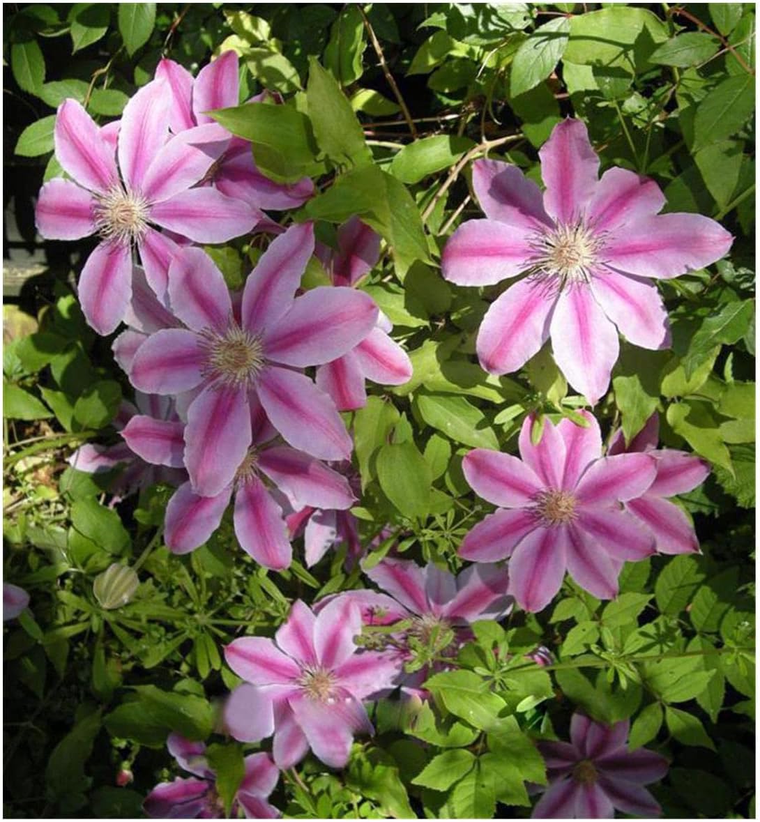 Pink Clematis Hybrid Flower seeds for Planting - Bright Blooms, Heirloom & GMO Free Seeds for Home Garden
Sale seeds for planting in home garden