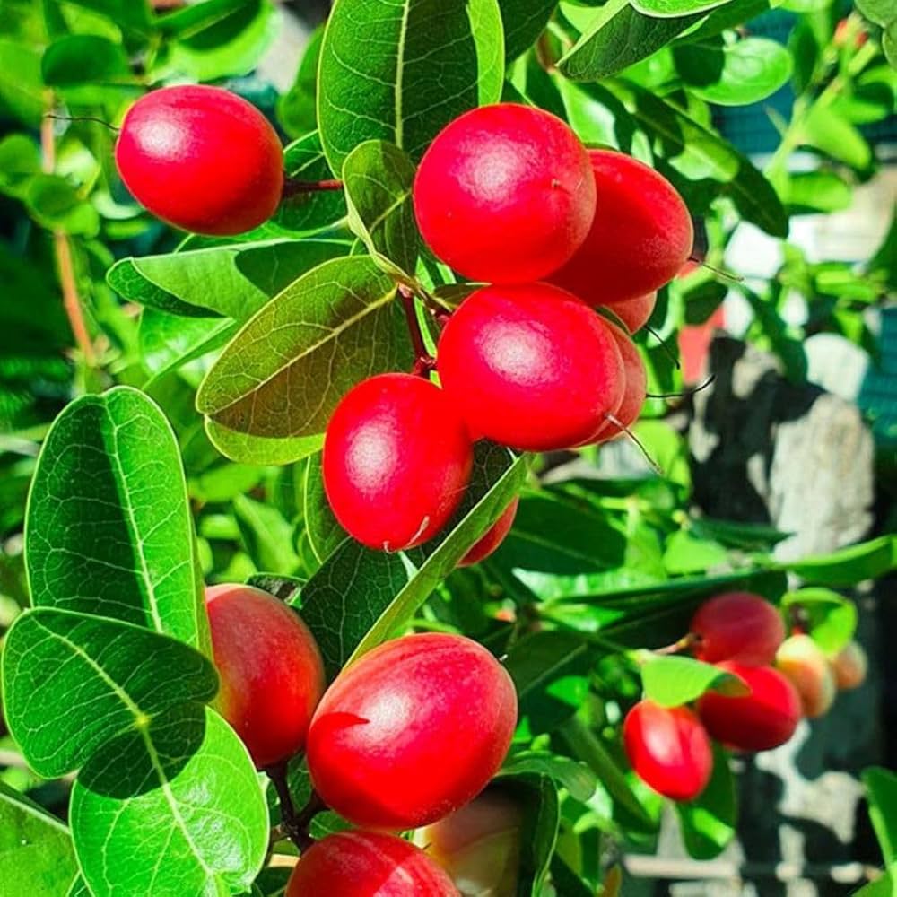 Dulcificum Fruit Seeds for Planting - Grow Miracle Fruit at Home