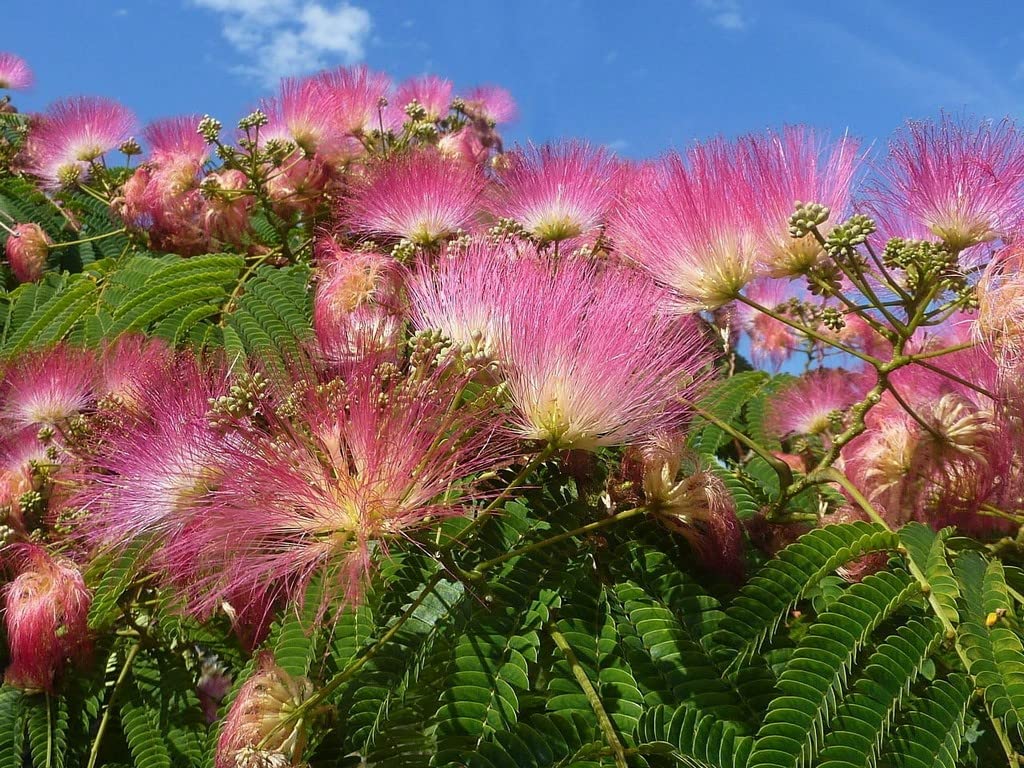 Albizia Flower Albizia julibrissin Seeds for Planting - Great for Flower Bed & Urban Garden