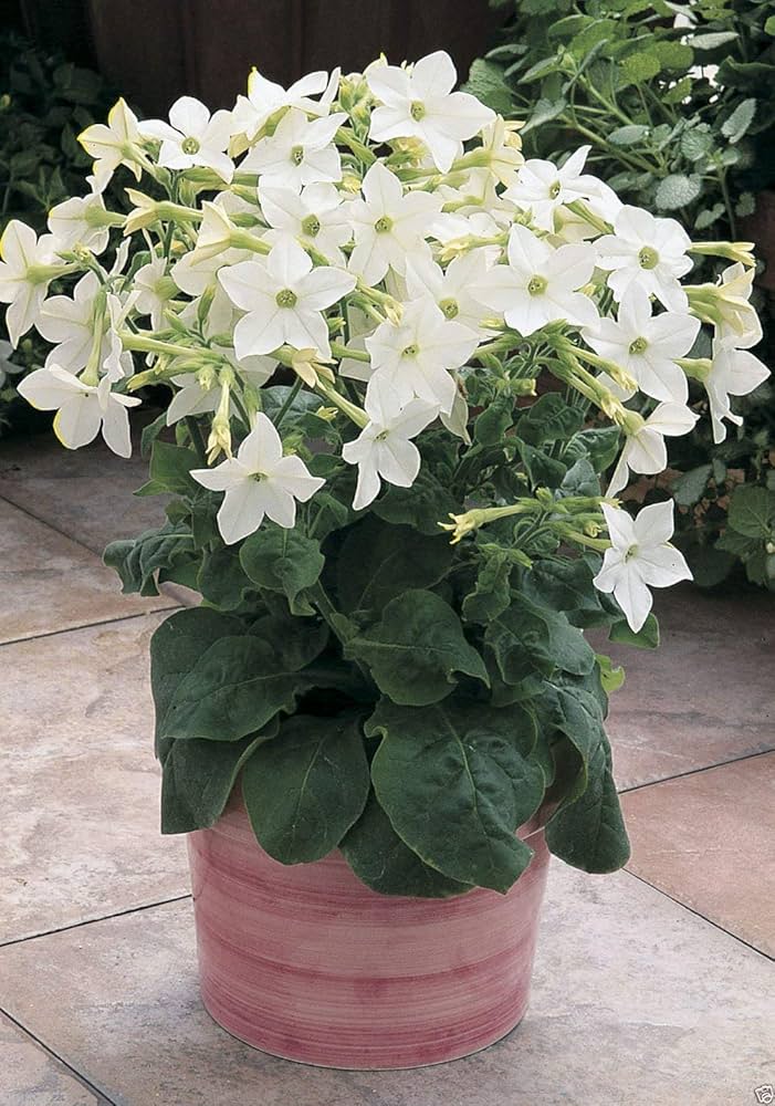 Nicotiana Saratoga White Flower Pelletized Seeds for Elegant Annual Gardens