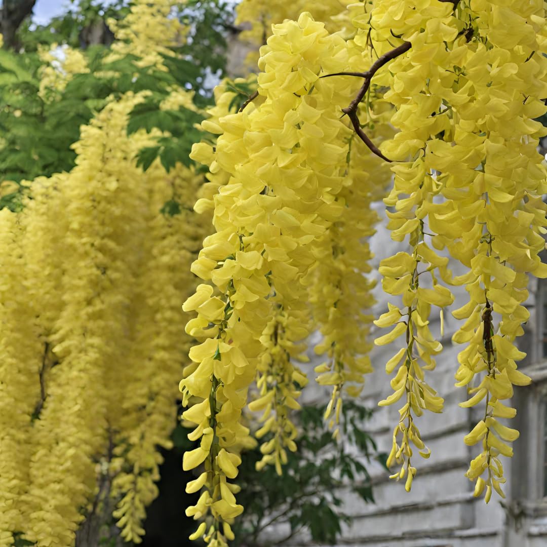 Light Yellow Crape Myrtle Tree Flower seeds growing as an ornamental landscape tree with attractive seasonal foliage and blooms