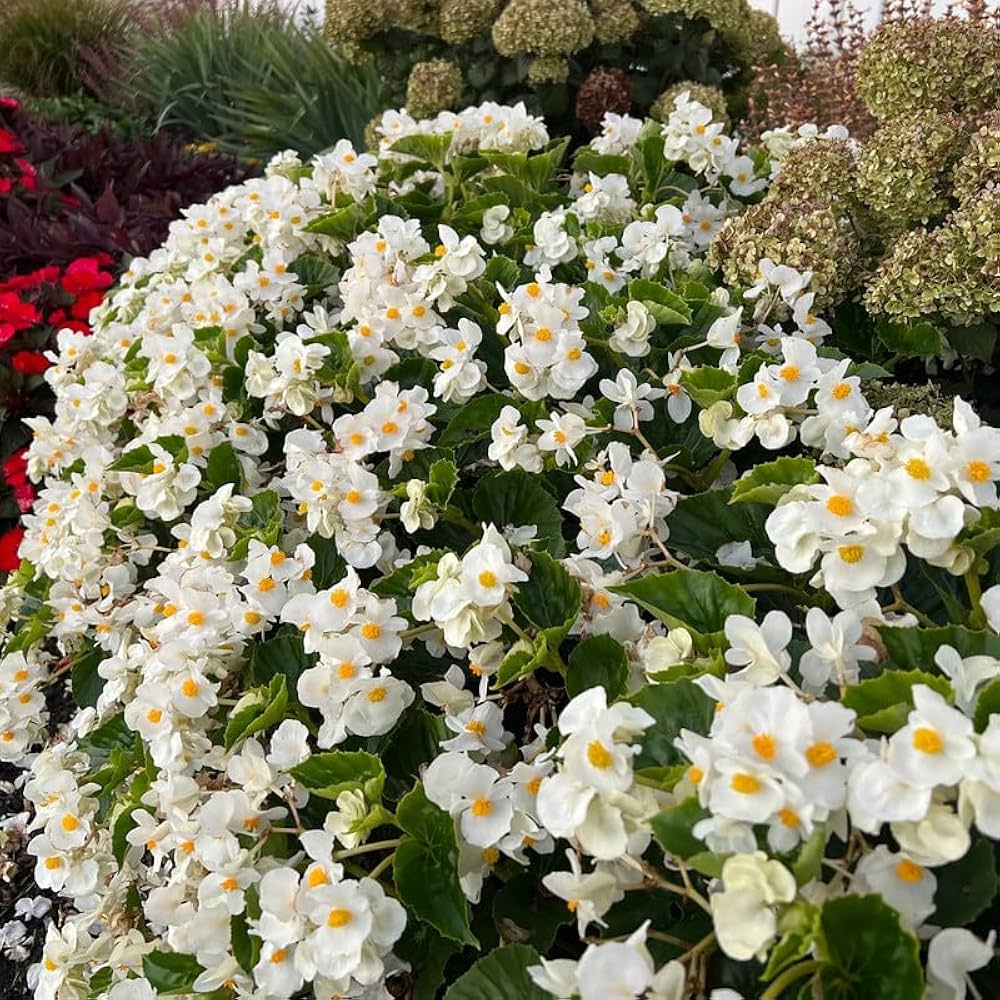 Begonia White Flower Seeds for Planting Elegant Annual Blooms for Gardens & Pots - Evergrowseeds