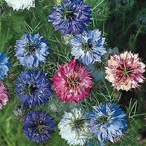 Nigella Double Love in the Mist Mix Seeds for Unique and Beautiful Blooms growing in home gardens, containers, raised beds, and outdoor landscapes