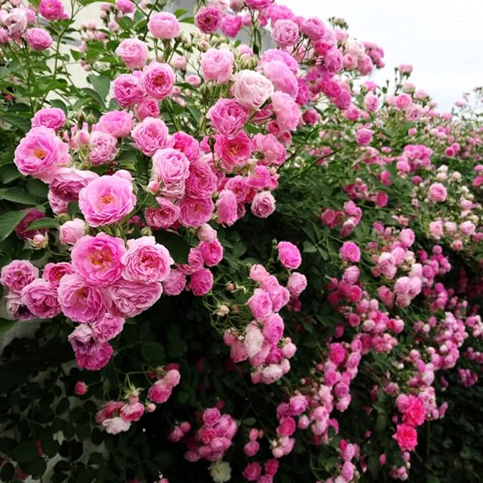 Mixed Climbing Rose Rosa spp Flower Seeds for Planting in Flower Bed