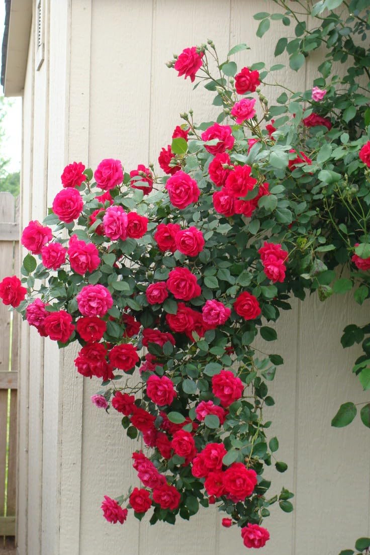 Climbing Rose Rosa spp. Seeds for Planting in Flower Bed