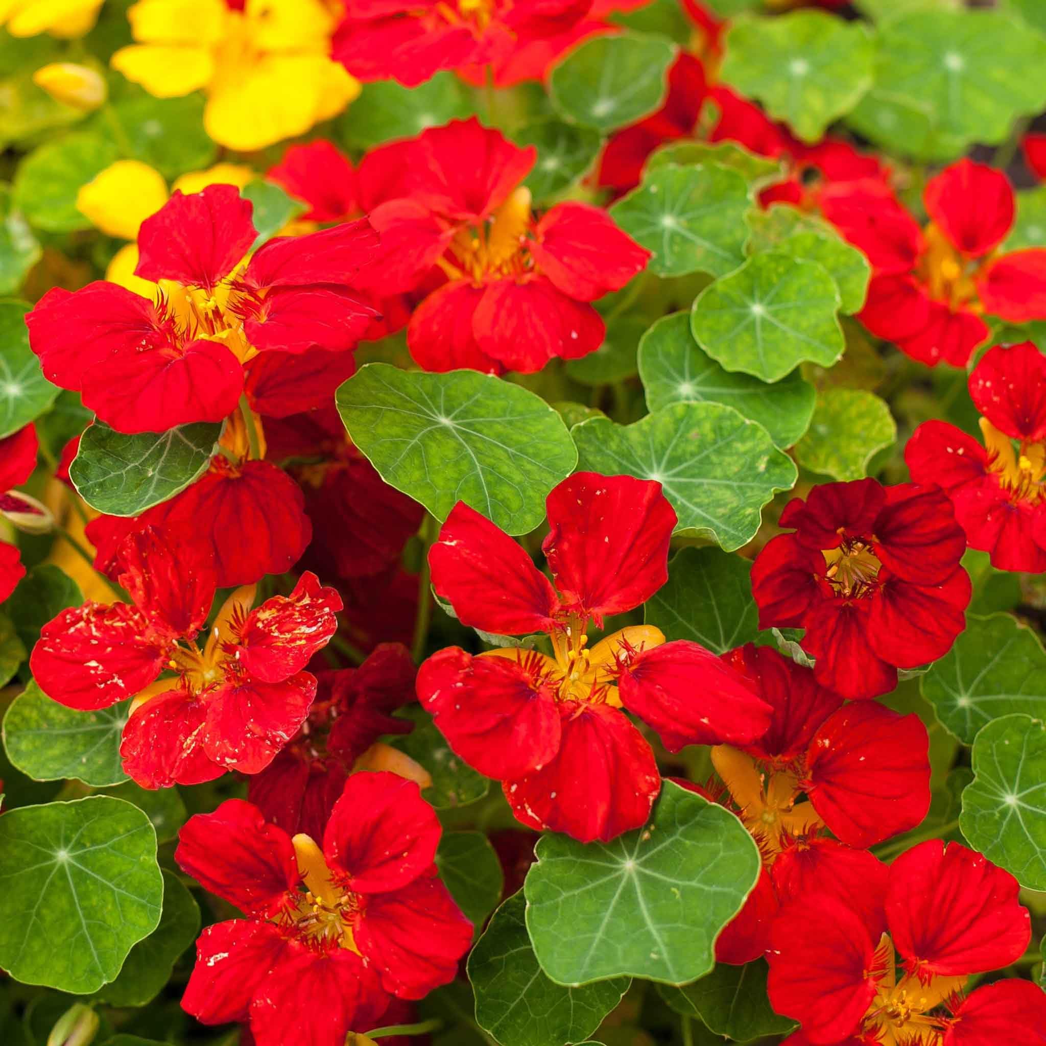 Red Hanging Nasturtium Flower seeds for Planting Colorful Display Heirloom & GMO Free Seeds for Home Garden