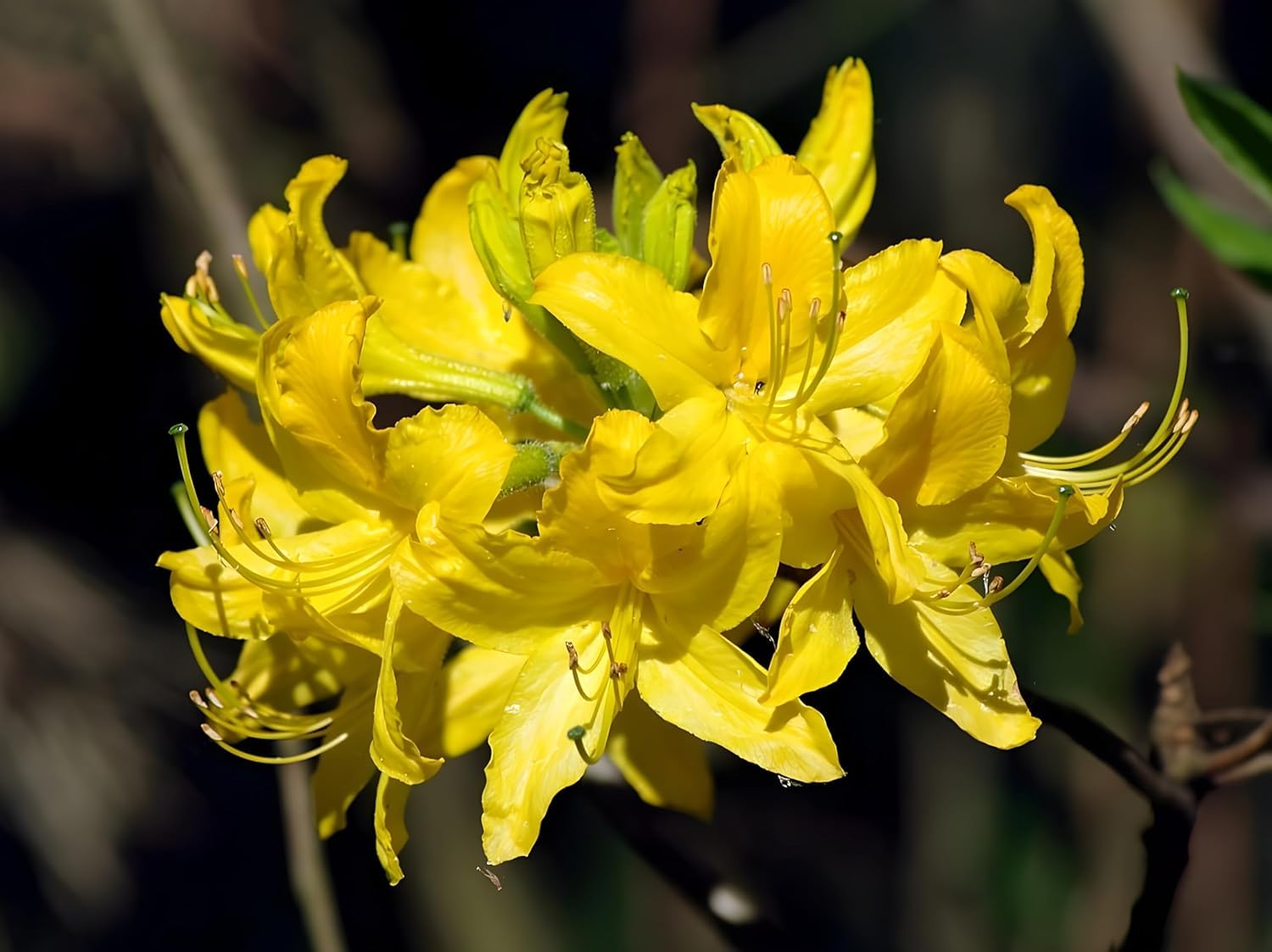 Rhododendron Yellow Flower Seeds - Perfect for Planting in Your Garden