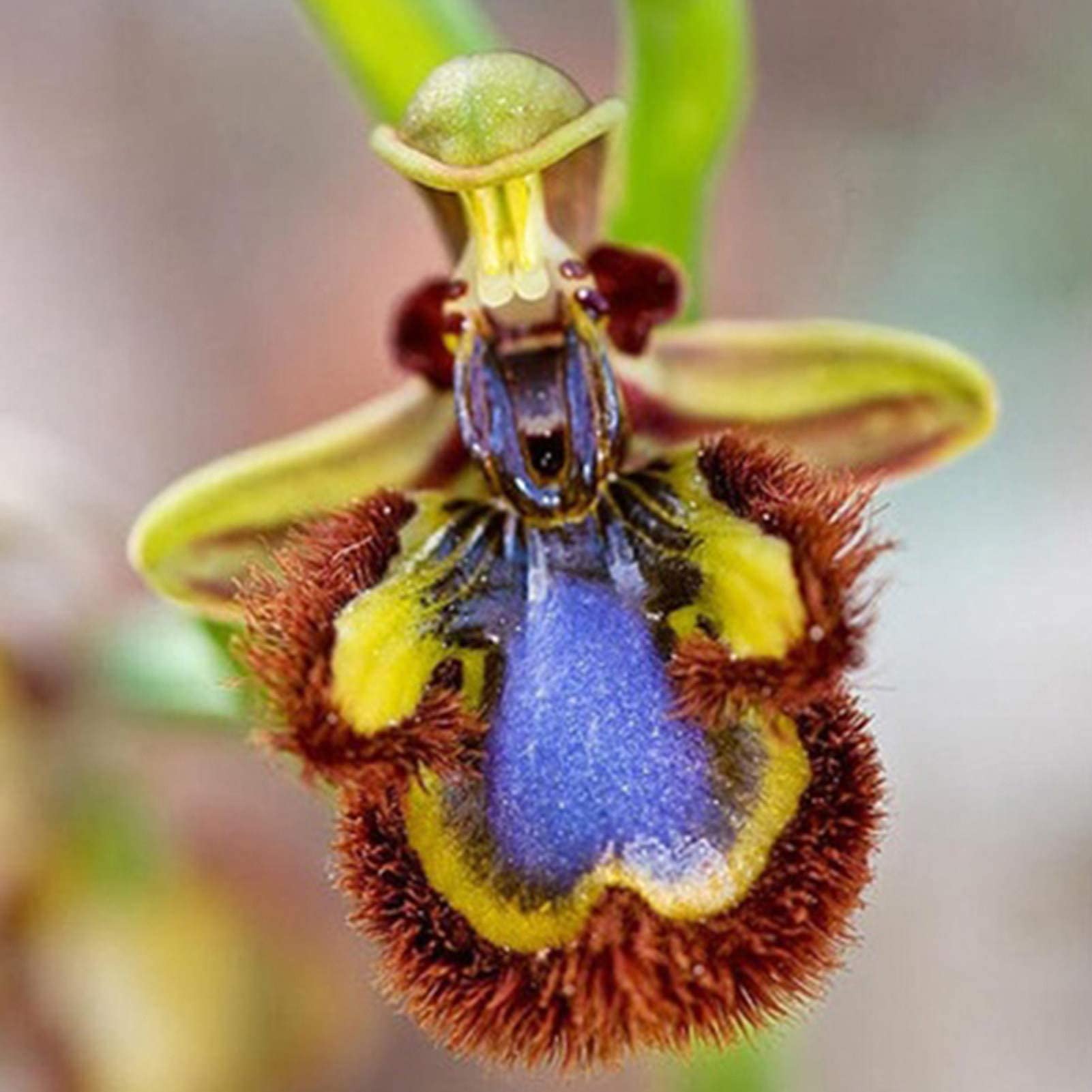 Bee Orchid Ophrys apifera Flower Seeds for Planting