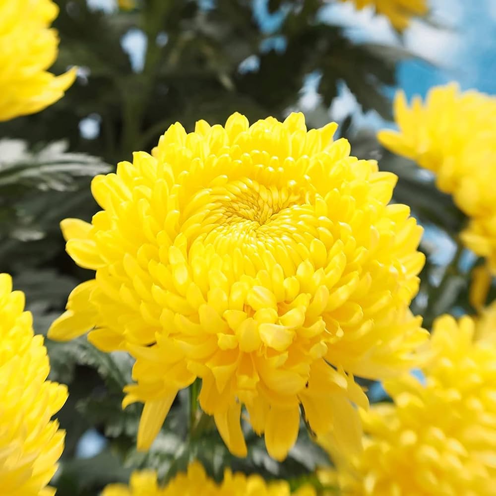 Chrysanthemum Mixed Flower Seeds for Planting flower bed