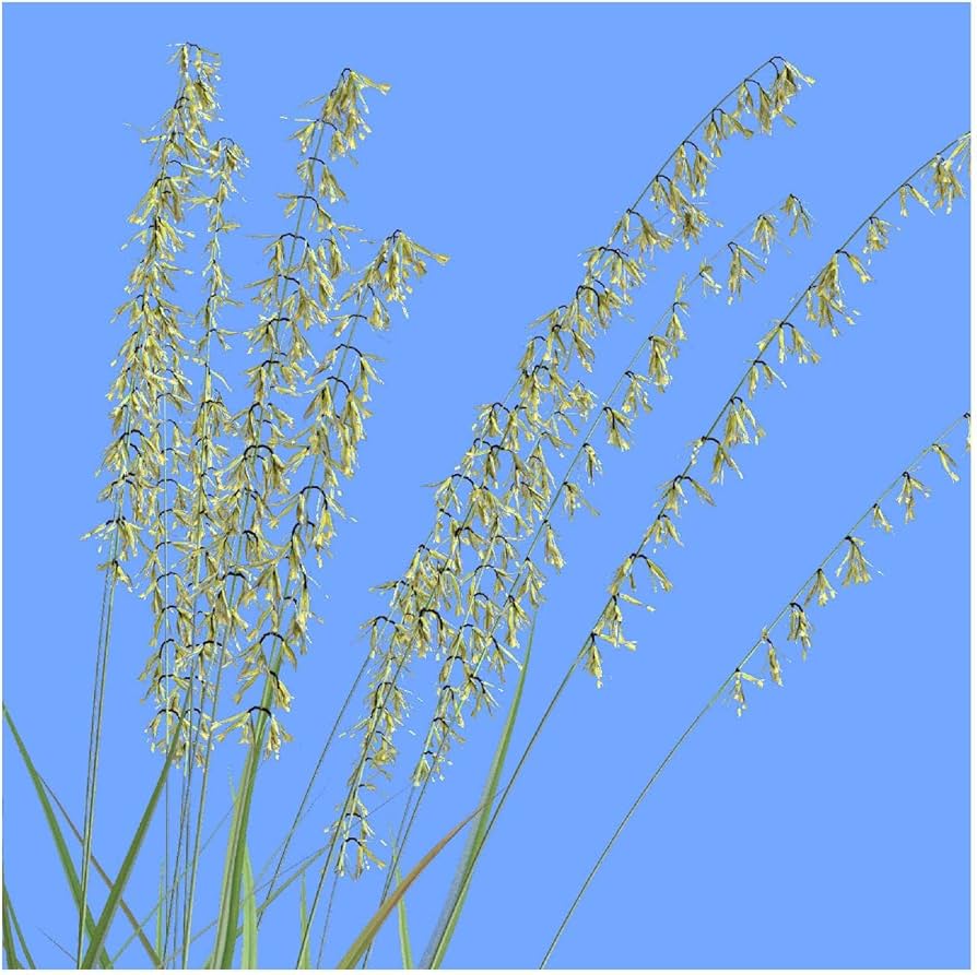 Oat Grama Bouteloua gracilis Native Grass Seeds for Planting