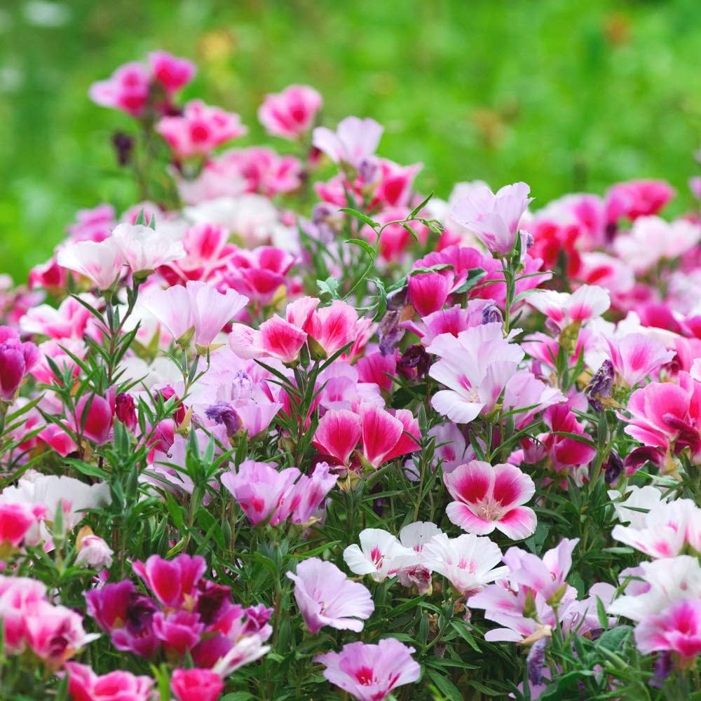 Godetia Seeds for Planting Clarkia amoena for flower beds and wildflower gardens