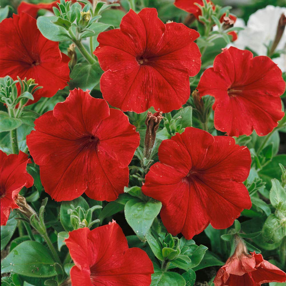 Burgundy Petunia Double Madness Flower seeds for Planting - Premium Quality, Heirloom & GMO Free Seeds for Home Garden