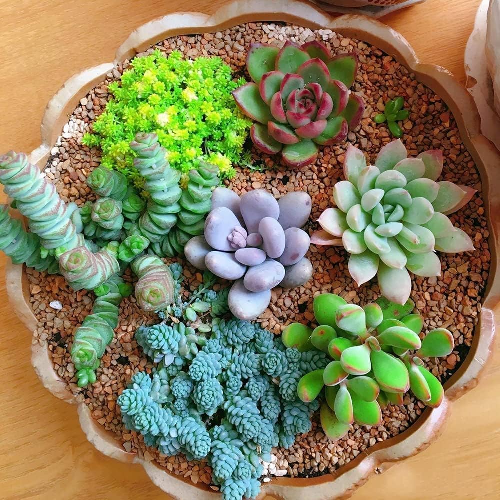 Stonecrop Succulent Plant Planting Seeds