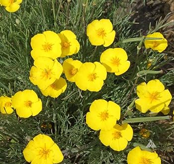 Eschscholzia Flower seeds for Planting - Hardy Variety, Heirloom & GMO Free Seeds for Home Garden