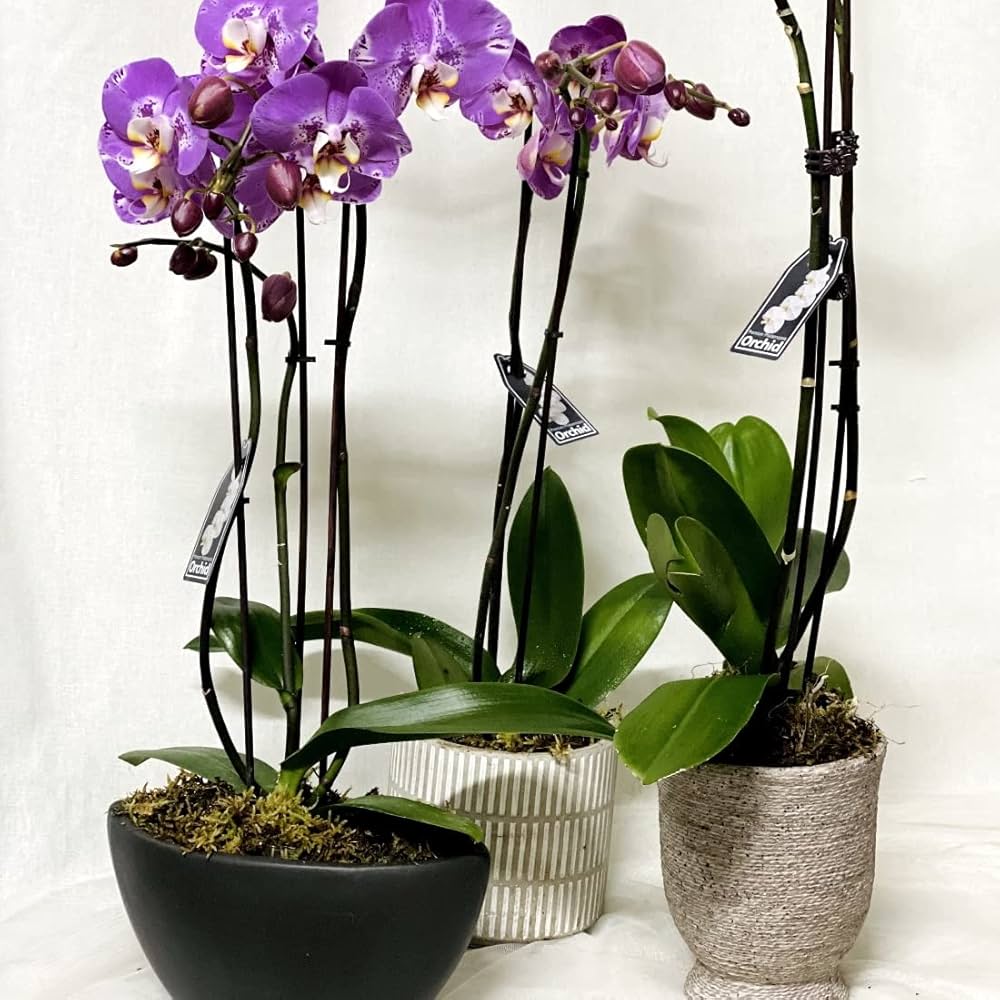 Orchid Seeds for Planting Phalaenopsis spp. for indoor gardens and decorative displays