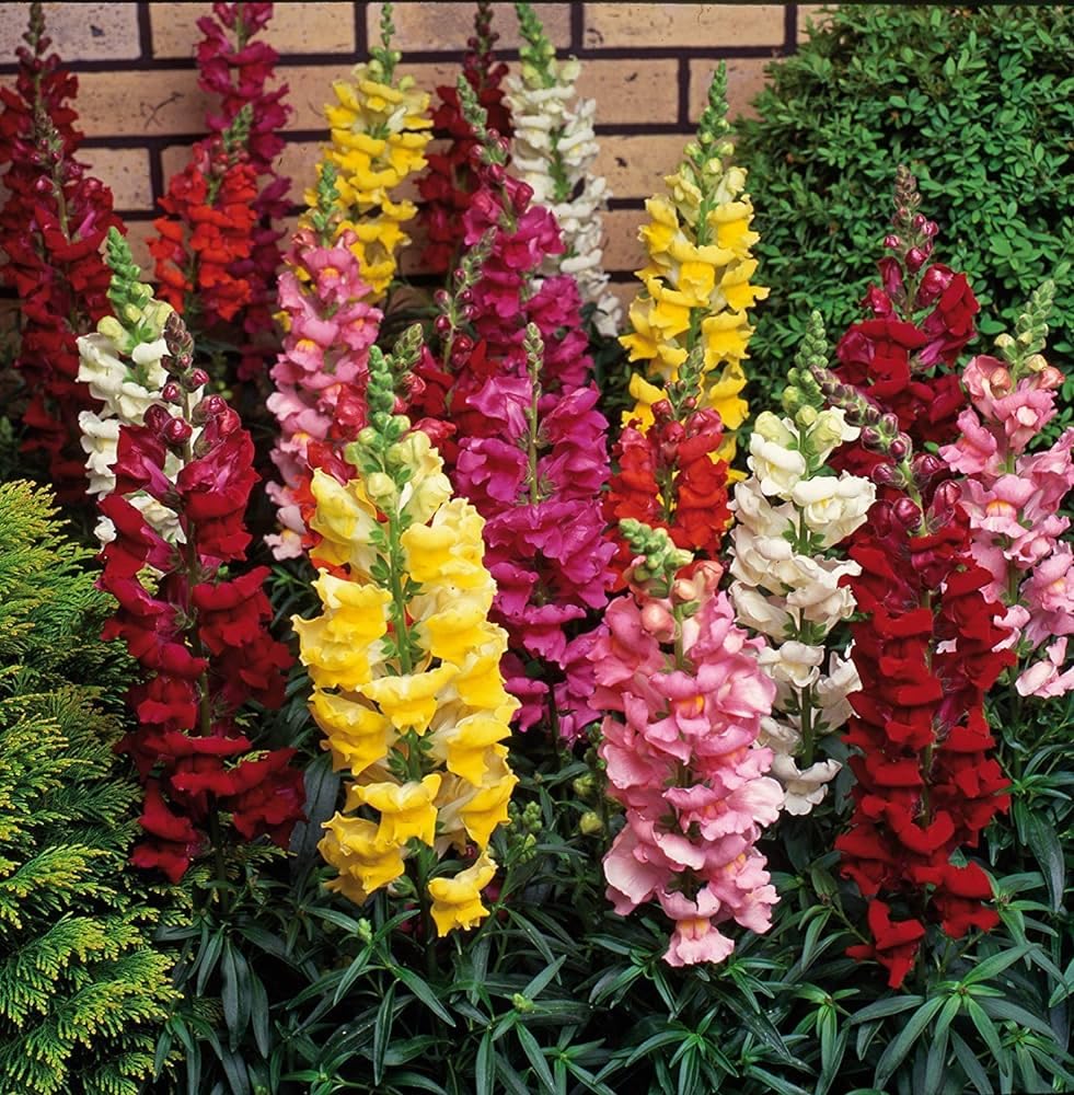 Snapdragon Flower seeds for Planting Garden Favorite Heirloom & GMO Free Seeds for Home Garden