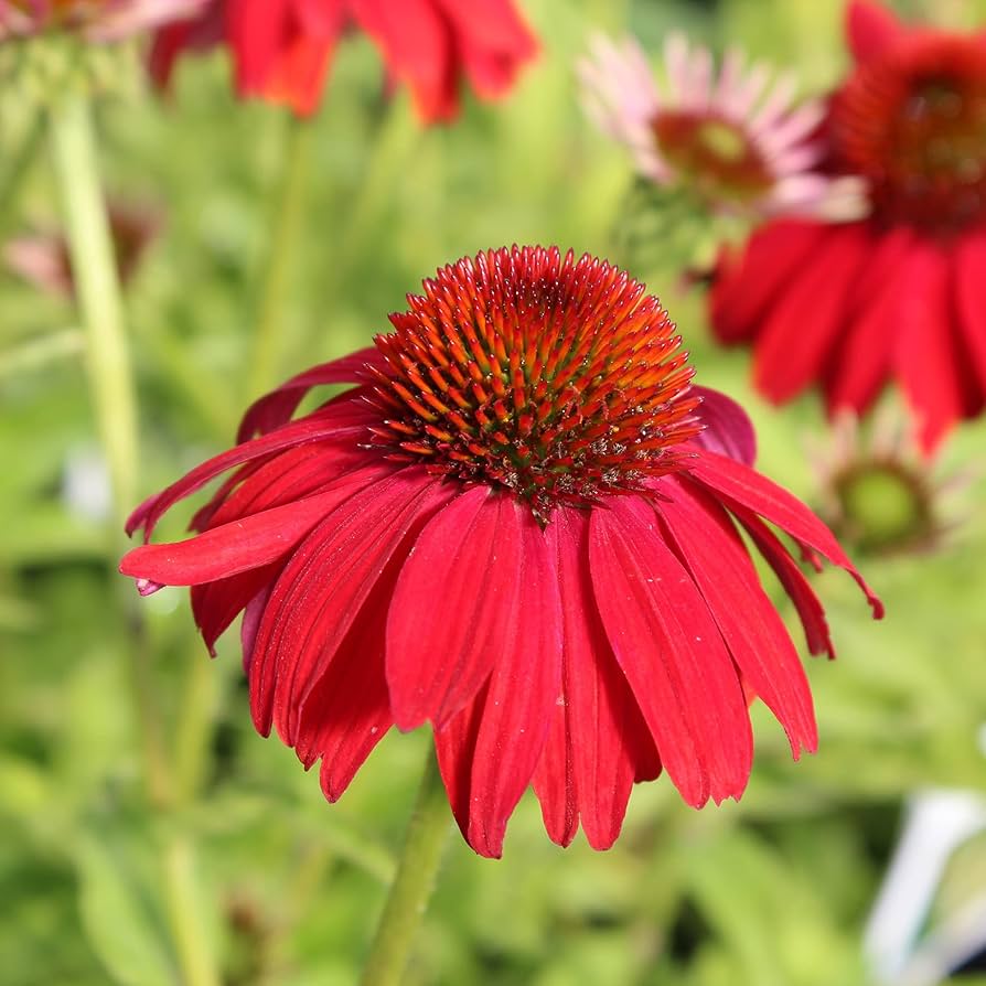 Echinacea Seeds for Planting Echinacea Purpurea flower bed pollinator garden