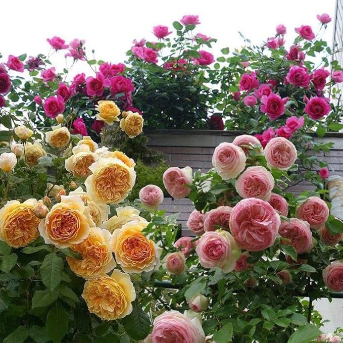 Mixed Climbing Rose Rosa spp Flower Seeds for Planting in Flower Bed