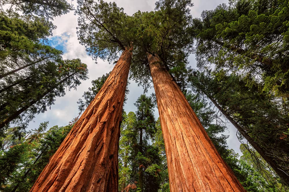 Brown Sequoia Tree Planting Seeds for Sale