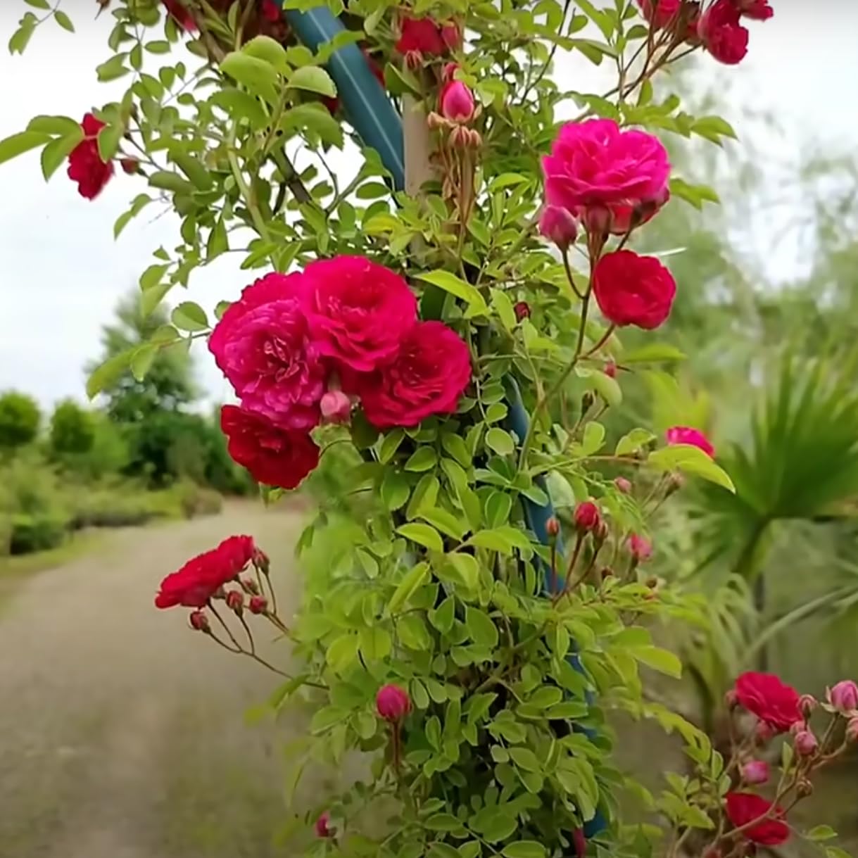Red Pink Climbing Rose Flower seeds for Planting - Bright Blooms, Heirloom & GMO Free Seeds for Home Garden
Sale
