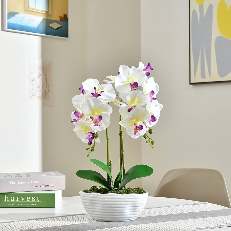 Phalaenopsis Yellow White Flower seeds for Planting - Bright Blooms, Heirloom & GMO Free Seeds for Home Garden