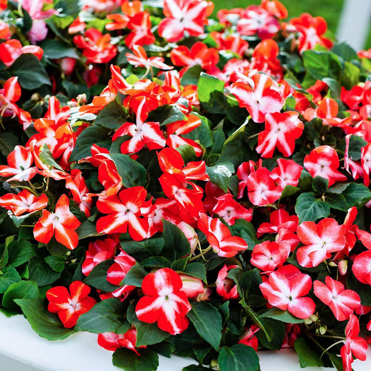 Impatiens Accent Premium Flower Mix Seeds for Planting flower bed