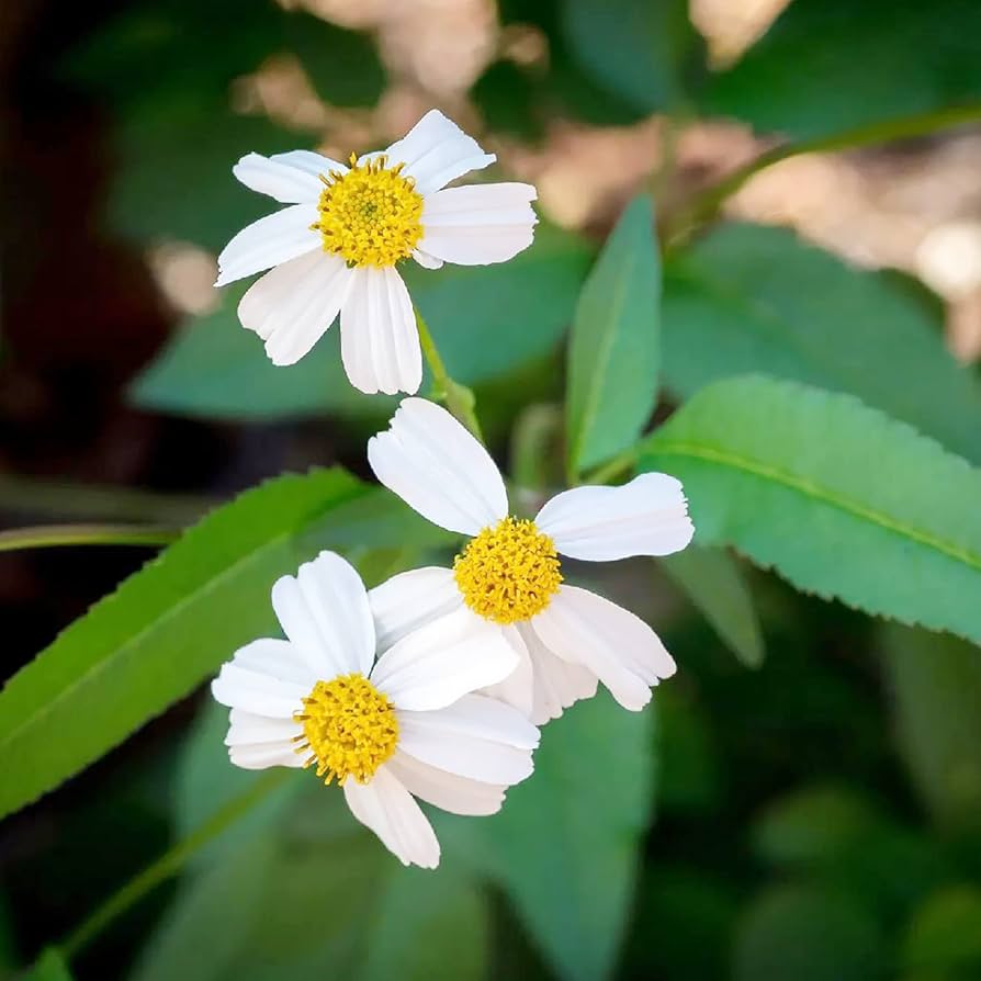 Spanish Needle Seeds for Planting Bidens alba for pollinator gardens and meadows