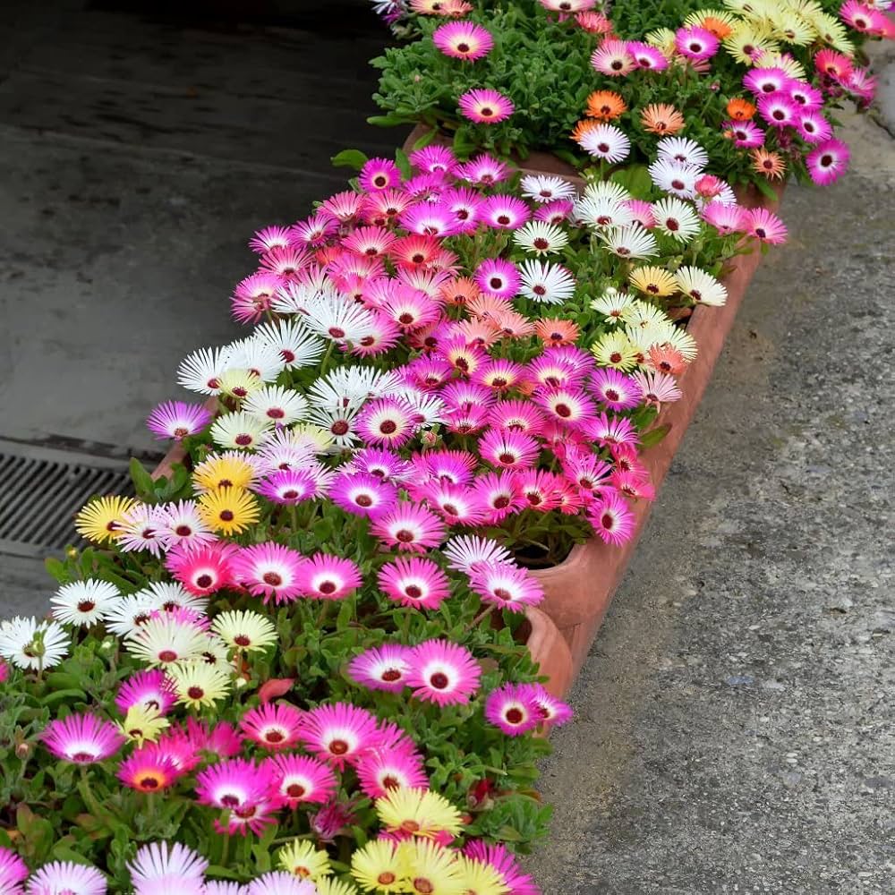Pink Dorotheanthus Flower seeds blooming in flower beds, containers, borders, and pollinator-friendly gardens
